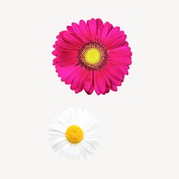 Daisy collage element, pink & white design psd