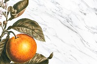 Tropical oranges on a marble texture vector