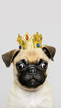Cute Pug puppy in a gold crown mobile phone wallpaper