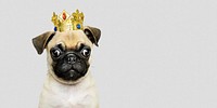 Cute Pug puppy in a gold crown social banner