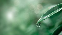 Water droplet on a green leaf background