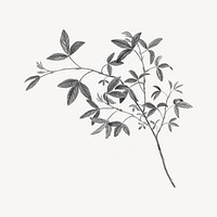 Leaf branch sticker, vintage illustration psd