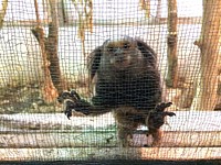 Pocket Monkey - Beijing Rescue and Rehabilitation Center. Original public domain image from Flickr