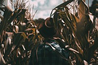 A person wearing a brown hat and plaid shirt standing in the middle of a cornfield in Cianorte. Original public domain image from Wikimedia Commons