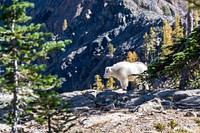 A white mountain goat standing on rocks below a jagged rock face. Original public domain image from Wikimedia Commons