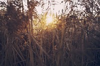Sun shining through a thick patch of golden reeds. Original public domain image from <a href="https://commons.wikimedia.org/wiki/File:Sun_behind_thick_grass_(Unsplash).jpg" target="_blank" rel="noopener noreferrer nofollow">Wikimedia Commons</a>