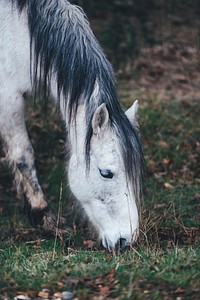 A gray horse with a black mane grazing on autumn grass. Original public domain image from <a href="https://commons.wikimedia.org/wiki/File:Grazing_gray_horse_on_an_autumn%27s_day_(Unsplash).jpg" target="_blank" rel="noopener noreferrer nofollow">Wikimedia Commons</a>