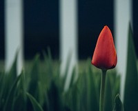 Macro single red tulip bud in nature in Spring. Original public domain image from <a href="https://commons.wikimedia.org/wiki/File:Lone_red_tulip_(Unsplash).jpg" target="_blank" rel="noopener noreferrer nofollow">Wikimedia Commons</a>