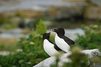 Two black and white birds huddled closely on a white rock. Original public domain image from Wikimedia Commons