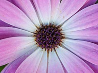 Close-up of the inside of a violet daisy flower. Original public domain image from <a href="https://commons.wikimedia.org/wiki/File:Violet_pollen_(Unsplash).jpg" target="_blank" rel="noopener noreferrer nofollow">Wikimedia Commons</a>