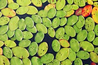 A top view of a cluster of green and yellow lily pads on the surface of water. Original public domain image from Wikimedia Commons