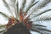 A low-angle shot of the top of a coconut tree in Barcelona. Original public domain image from <a href="https://commons.wikimedia.org/wiki/File:Coconut_tree_in_Barcelona_(Unsplash).jpg" target="_blank" rel="noopener noreferrer nofollow">Wikimedia Commons</a>