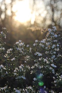 White daisy flowers in nature in bloom at sunrise in Spring. Original public domain image from Wikimedia Commons