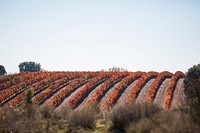 A scenic landscape with rows of short orange-leaved trees in an orchard. Original public domain image from Wikimedia Commons