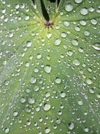 A top view of the green surface of a plant covered with droplets of water. Original public domain image from <a href="https://commons.wikimedia.org/wiki/File:Dew_on_green_foliage_in_macro_(Unsplash).jpg" target="_blank" rel="noopener noreferrer nofollow">Wikimedia Commons</a>
