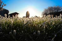 A low shot of a patch of white-flowered grass with sun shining above. Original public domain image from <a href="https://commons.wikimedia.org/wiki/File:Sunrise_over_white-flowered_grass_(Unsplash).jpg" target="_blank" rel="noopener noreferrer nofollow">Wikimedia Commons</a>