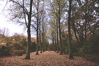 A leaf-covered park pathway lined with nearly bare trees. Original public domain image from <a href="https://commons.wikimedia.org/wiki/File:Autumn_park_lane_(Unsplash).jpg" target="_blank" rel="noopener noreferrer nofollow">Wikimedia Commons</a>