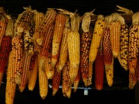 Pile of fresh sweet corn waiting to be roasted. Original public domain image from Wikimedia Commons
