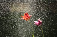 Two tulips surrounded by a mist of tiny water droplets. Original public domain image from <a href="https://commons.wikimedia.org/wiki/File:Spring_showers_(Unsplash).jpg" target="_blank" rel="noopener noreferrer nofollow">Wikimedia Commons</a>