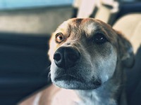 Close up brown dog face. Original public domain image from <a href="https://commons.wikimedia.org/wiki/File:New_York,_United_States_(Unsplash_wFdg6NvA5fY).jpg" target="_blank">Wikimedia Commons</a>
