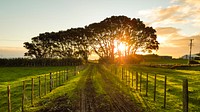 Sun rising through trees. Original public domain image from Wikimedia Commons