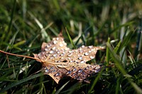 Water droplets on a dead maple leaf in the grass. Original public domain image from <a href="https://commons.wikimedia.org/wiki/File:Wet_Autumn_Leaf_(Unsplash).jpg" target="_blank" rel="noopener noreferrer nofollow">Wikimedia Commons</a>