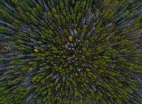 A drone shot of green and gray trees in a forest. Original public domain image from <a href="https://commons.wikimedia.org/wiki/File:Green_and_gray_trees_(Unsplash).jpg" target="_blank" rel="noopener noreferrer nofollow">Wikimedia Commons</a>