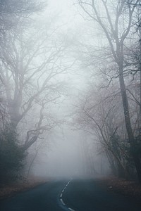 A curve in a tree-lined road shrouded in mist. Original public domain image from Wikimedia Commons
