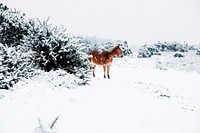 A chestnut horse stands near snow-topped bushes as snow falls on the ground. Original public domain image from Wikimedia Commons