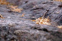 Macro of dried autumn leaves and twigs on a rocky ground. Original public domain image from <a href="https://commons.wikimedia.org/wiki/File:Dried_autumn_leaves_(Unsplash).jpg" target="_blank" rel="noopener noreferrer nofollow">Wikimedia Commons</a>