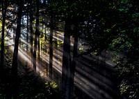 Sunbeams breaking through the leafy branches in a forest. Original public domain image from Wikimedia Commons