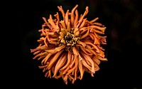 A close-up of a dry orange flower head against a black background. Original public domain image from <a href="https://commons.wikimedia.org/wiki/File:Orange_flower_head_(Unsplash).jpg" target="_blank" rel="noopener noreferrer nofollow">Wikimedia Commons</a>