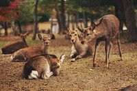 A group of deer in Japan's famous Nara Park. Original public domain image from Wikimedia Commons