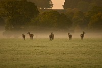 Deer In The Mist. Original public domain image from Wikimedia Commons