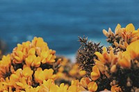 Flowers on the coast. Original public domain image from <a href="https://commons.wikimedia.org/wiki/File:Flowers_on_the_coast_(Unsplash).jpg" target="_blank" rel="noopener noreferrer nofollow">Wikimedia Commons</a>