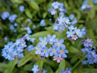 Forget me not. Original public domain image from Wikimedia Commons