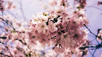 Close up of floral pink blossom on branch in Spring, Toronto. Original public domain image from Wikimedia Commons