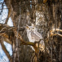 A gray great horned owl perched on gnarled tree branches. Original public domain image from <a href="https://commons.wikimedia.org/wiki/File:Waiting_at_a_Crossroads_(Unsplash).jpg" target="_blank" rel="noopener noreferrer nofollow">Wikimedia Commons</a>