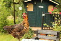 Chicken standing on the table. Original public domain image from <a href="https://commons.wikimedia.org/wiki/File:Crymych_chicken_(Unsplash).jpg" target="_blank">Wikimedia Commons</a>
