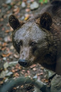 Beary thoughts. Original public domain image from <a href="https://commons.wikimedia.org/wiki/File:Beary_thoughts_(Unsplash).jpg" target="_blank" rel="noopener noreferrer nofollow">Wikimedia Commons</a>