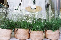 Small white flowers with rich green leaves planted in wicker bags. Original public domain image from Wikimedia Commons