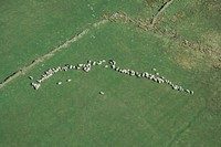 Sheep gathering in a field in Yorkshire. Original public domain image from <a href="https://commons.wikimedia.org/wiki/File:Sheep_gathering_in_a_field_in_Yorkshire_(Unsplash).jpg" target="_blank" rel="noopener noreferrer nofollow">Wikimedia Commons</a>
