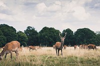 A herd of deers in a grassy field in Richmond Park. Original public domain image from <a href="https://commons.wikimedia.org/wiki/File:Grazing_deer_herd_(Unsplash).jpg" target="_blank" rel="noopener noreferrer nofollow">Wikimedia Commons</a>