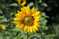 A bee on a sunflower head. Original public domain image from Wikimedia Commons