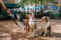 Dog walker's hand holding a leash connected to four obedient sitting dogs. Original public domain image from Wikimedia Commons