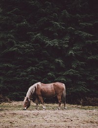 A chestnut horse grazing on dry grass near tall evergreen trees. Original public domain image from <a href="https://commons.wikimedia.org/wiki/File:Horse_grazing_in_the_shade_of_conifers_(Unsplash).jpg" target="_blank" rel="noopener noreferrer nofollow">Wikimedia Commons</a>