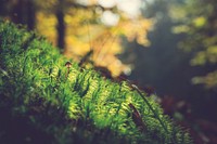 A small lone mushroom on moss in a sunny forest. Original public domain image from <a href="https://commons.wikimedia.org/wiki/File:Tiny_mushroom_on_moss_(Unsplash).jpg" target="_blank" rel="noopener noreferrer nofollow">Wikimedia Commons</a>