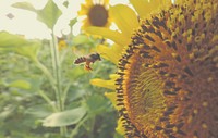 A bee in flight near a large sunflower head. Original public domain image from <a href="https://commons.wikimedia.org/wiki/File:Worker_bee_and_a_sunflower_(Unsplash).jpg" target="_blank" rel="noopener noreferrer nofollow">Wikimedia Commons</a>