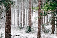 Calm &amp; quiet forest with falling snow. Original public domain image from <a href="https://commons.wikimedia.org/wiki/File:Annie_Spratt_2015-02-05_(Unsplash).jpg" target="_blank">Wikimedia Commons</a>