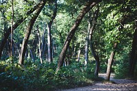 A path through a deciduous forest in Indiana Dunes National Lakeshore. Original public domain image from Wikimedia Commons